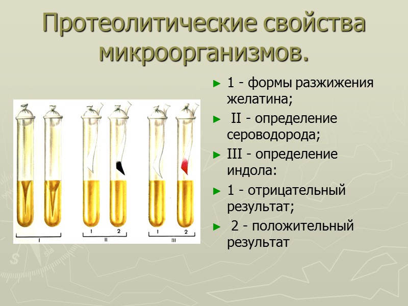 Протеолитические свойства микроорганизмов. 1 - формы разжижения желатина;  II - определение сероводорода; 